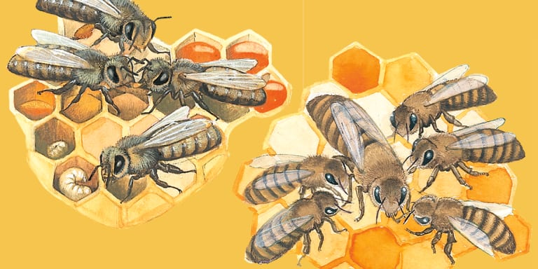 Kinder lernen Wissenswertes über Bienen
