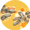 Wissenswertes rund um Bienen