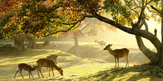 Steckbrief Wildtiere für Kinder | Header-Image