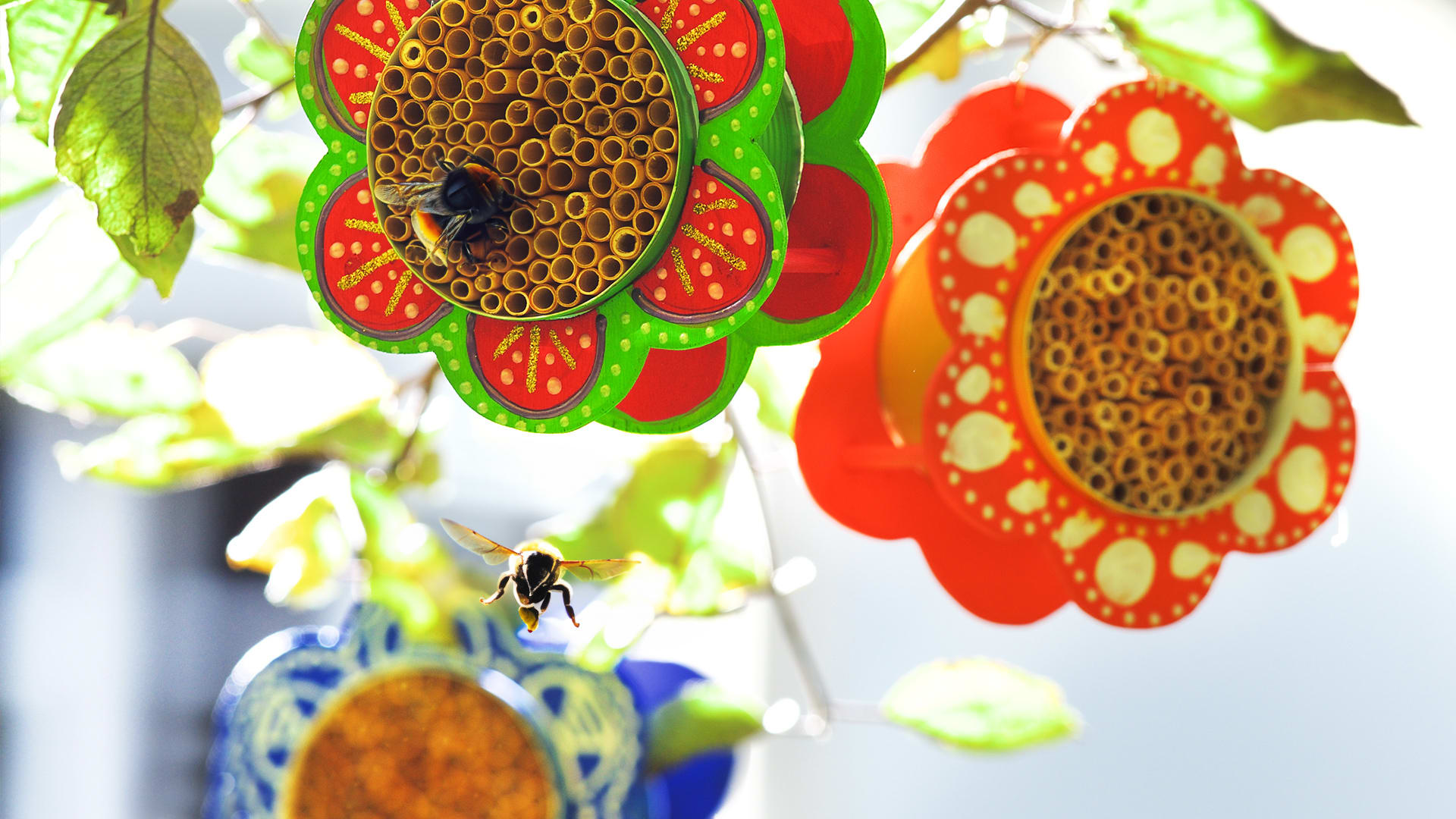 Projektideen zum Tag der Bienen entdecken