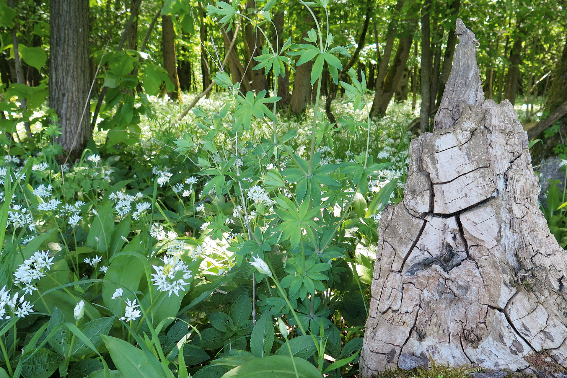 Natur erleben | Image