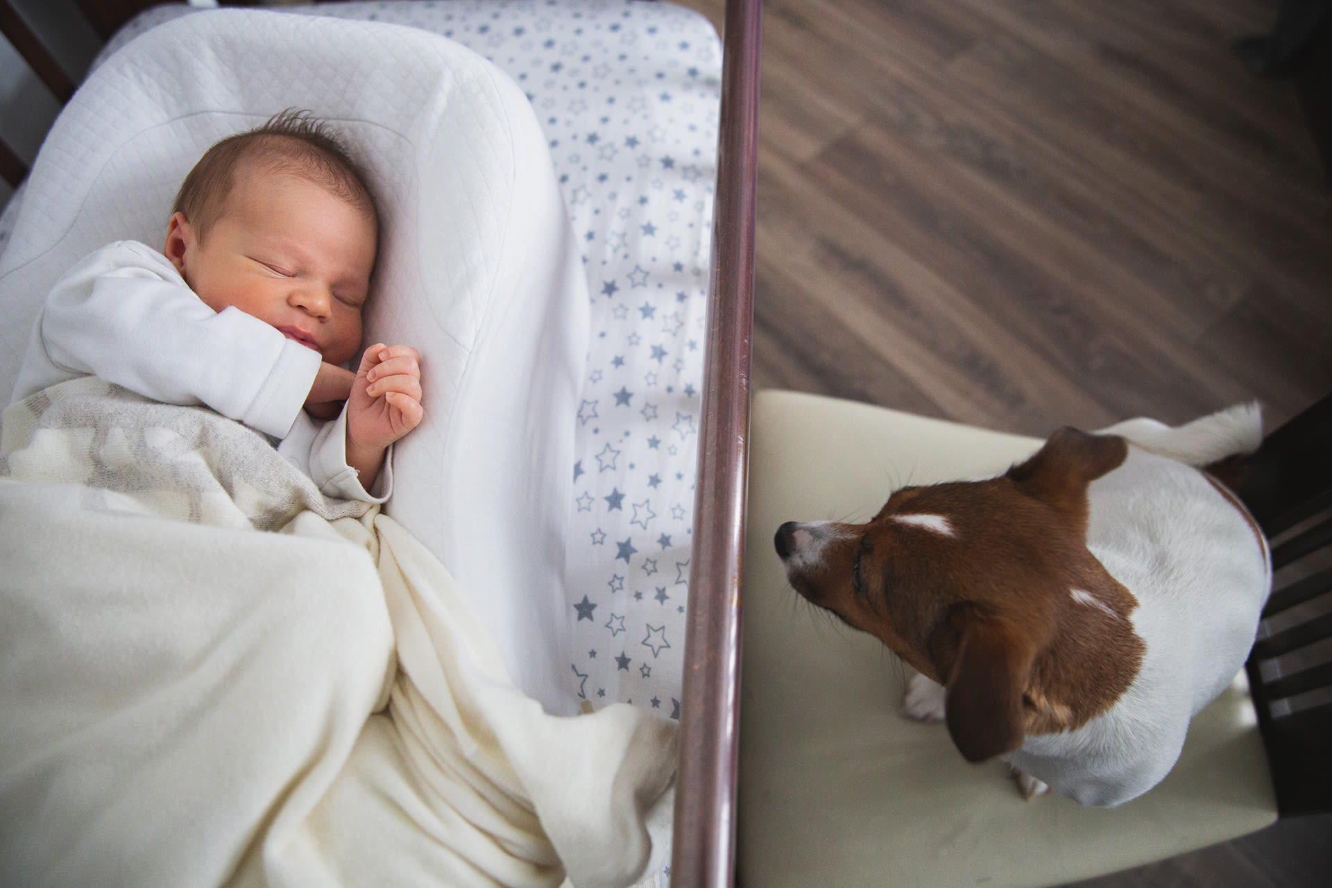 Hund und Baby | Hund bewacht Baby im Bett