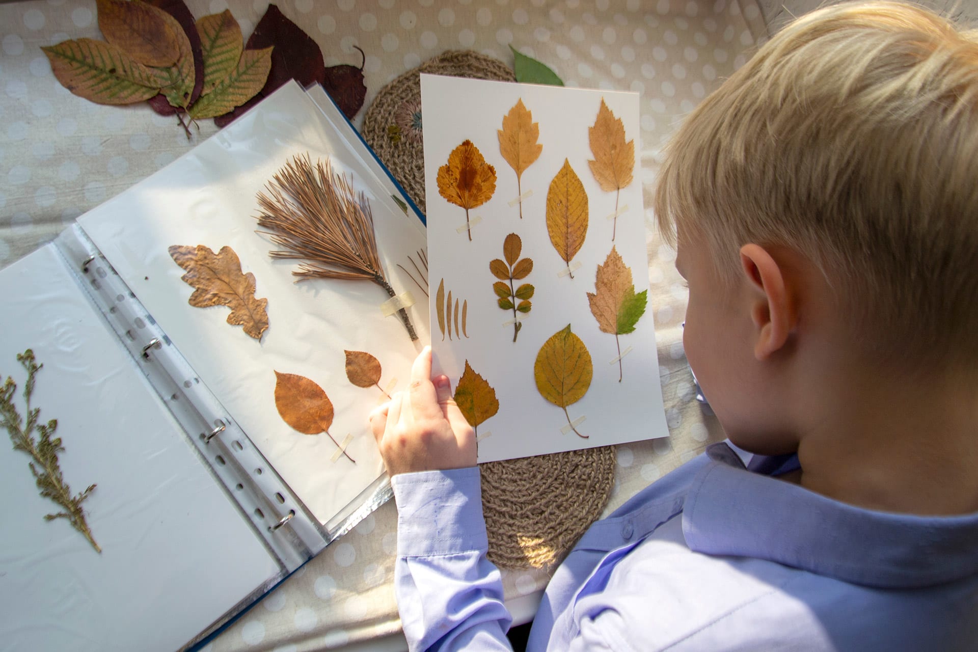 Basteln mit Blättern | Herbarium