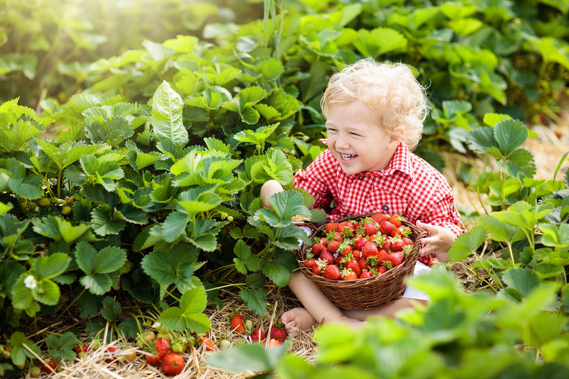 Gärtnern mit Kindern | Erdbeeren
