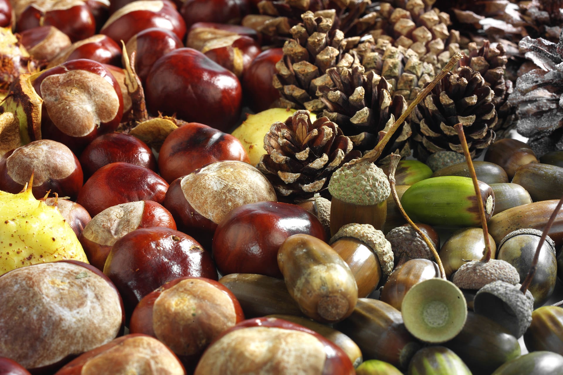  Herbstbasteln mit Kindern | Kastanien,Tannenzapfen, Eicheln