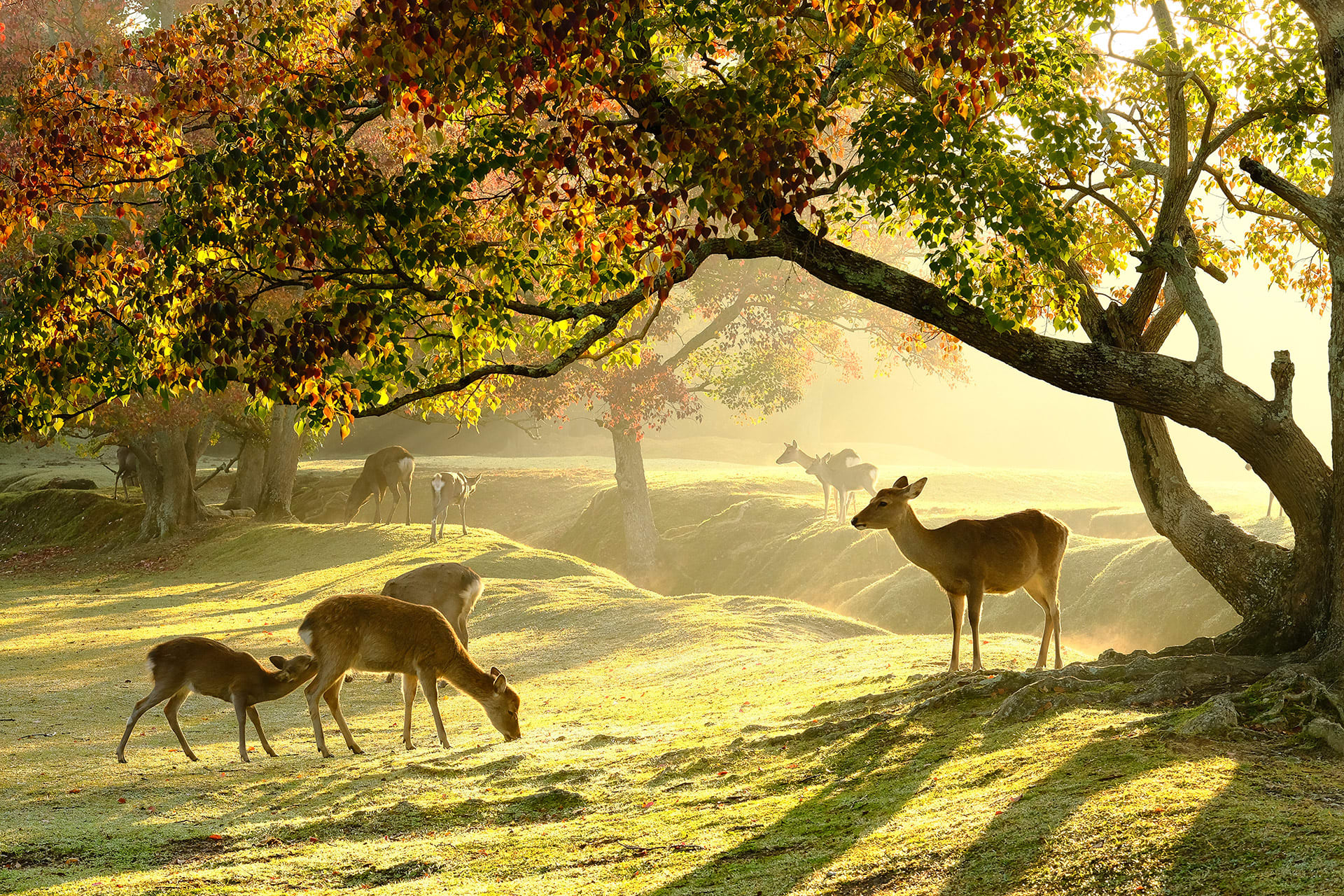 Steckbrief Wildtiere für Kinder | Header-Image