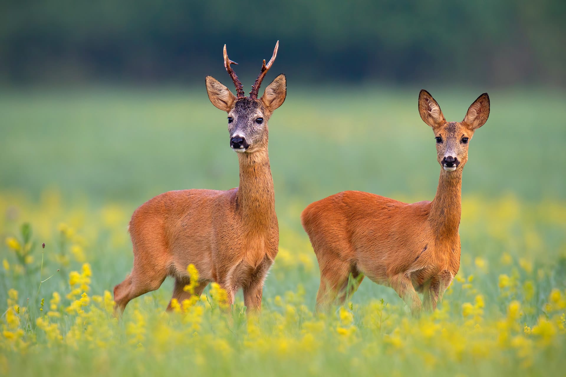 Steckbrief Wildtiere | Bild Reh 