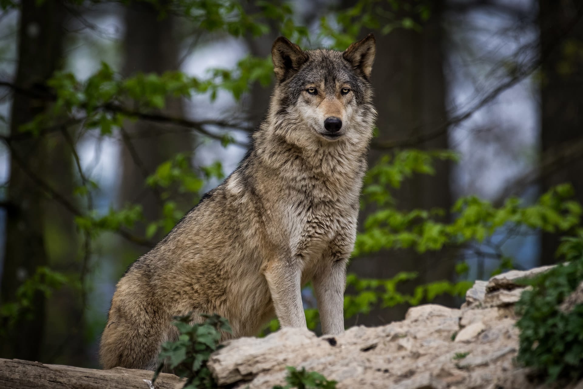 Steckbrief Wildtiere für Kinder | Bild | Wolf