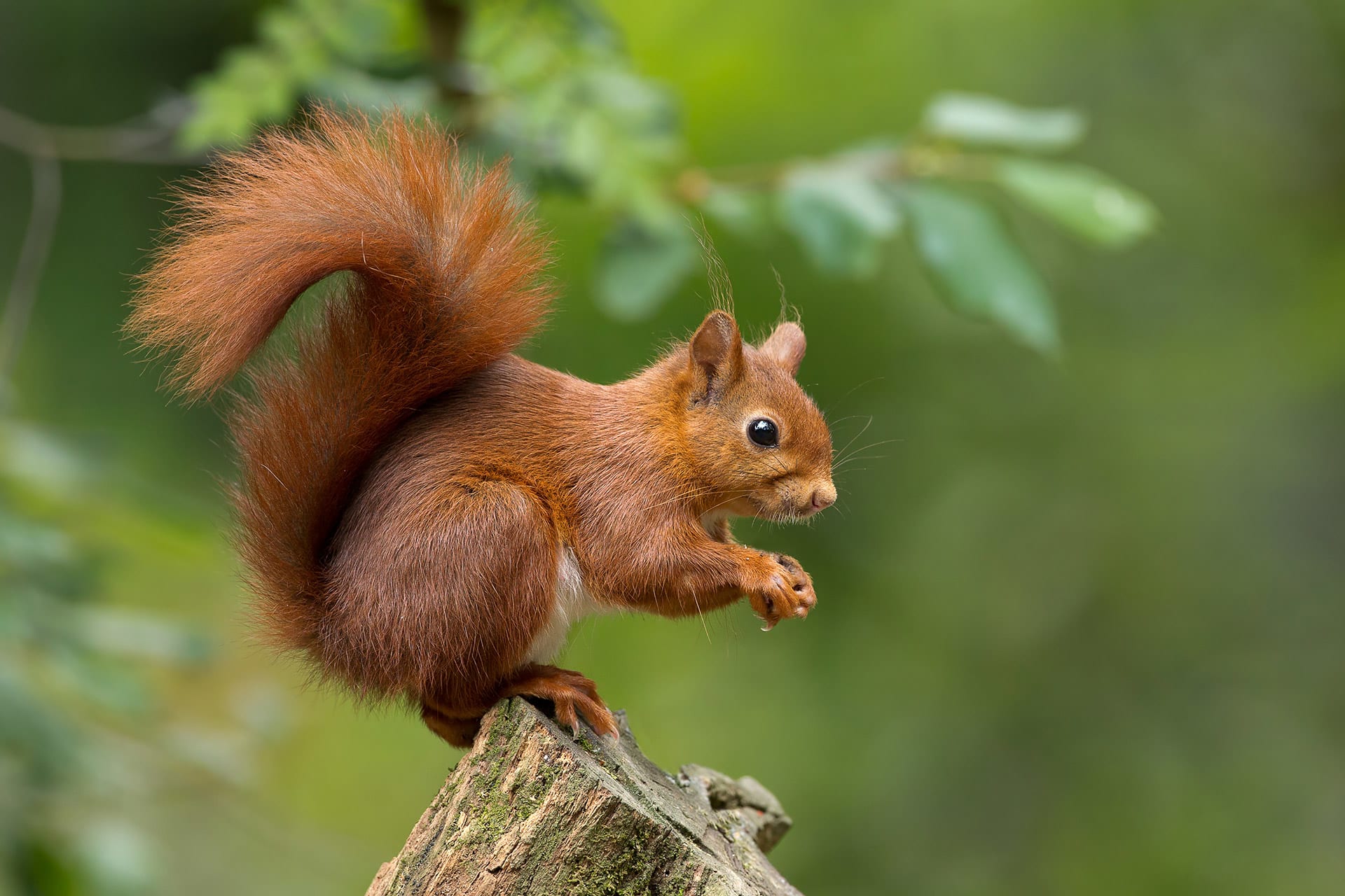 Steckbrief Wildtiere für Kinder | Bild | Eichhörnchen