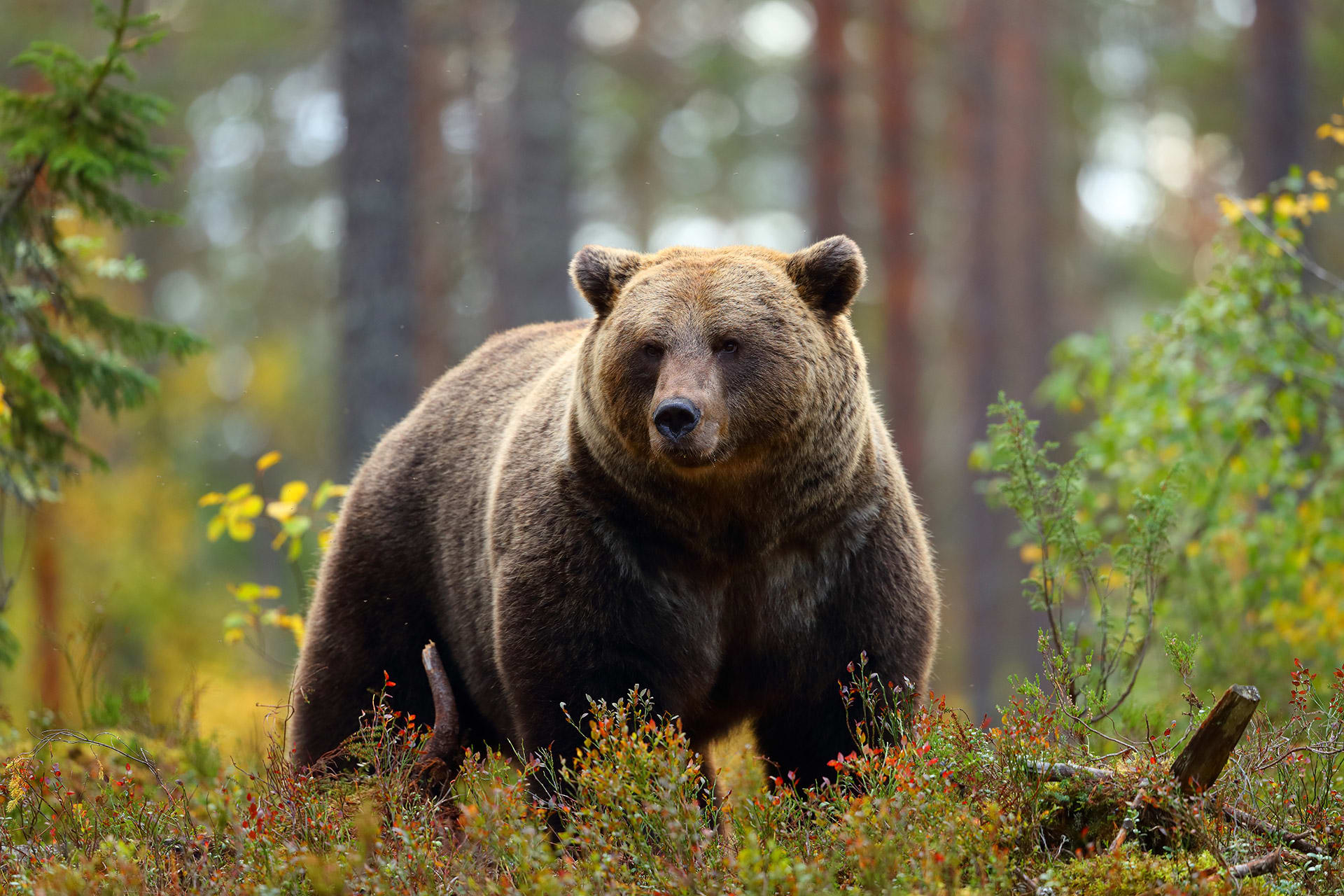 Steckbrief Wildtiere für Kinder | Bild | Bär 