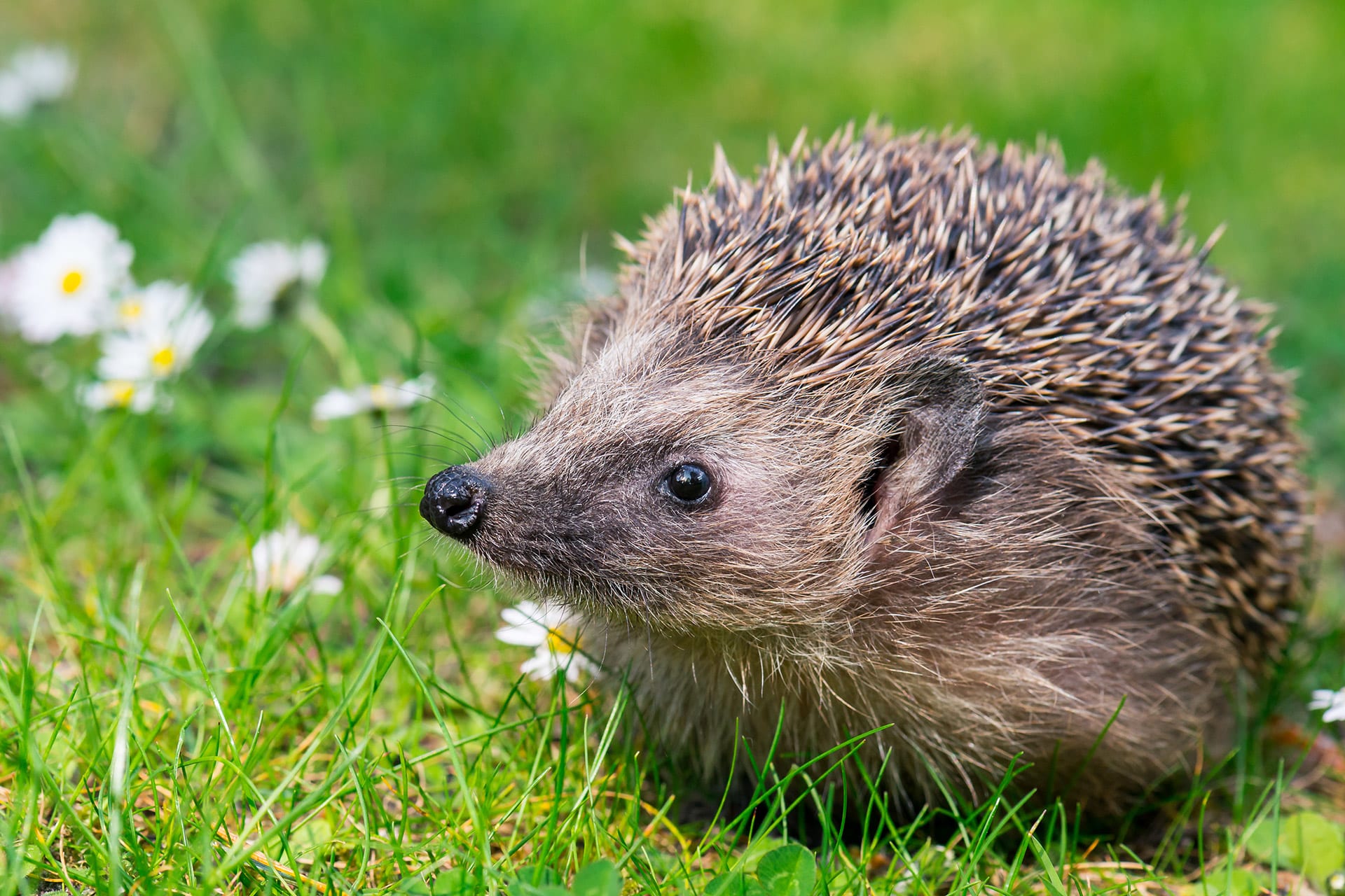 Steckbrief Wildtiere für Kinder | Bild | Igel 