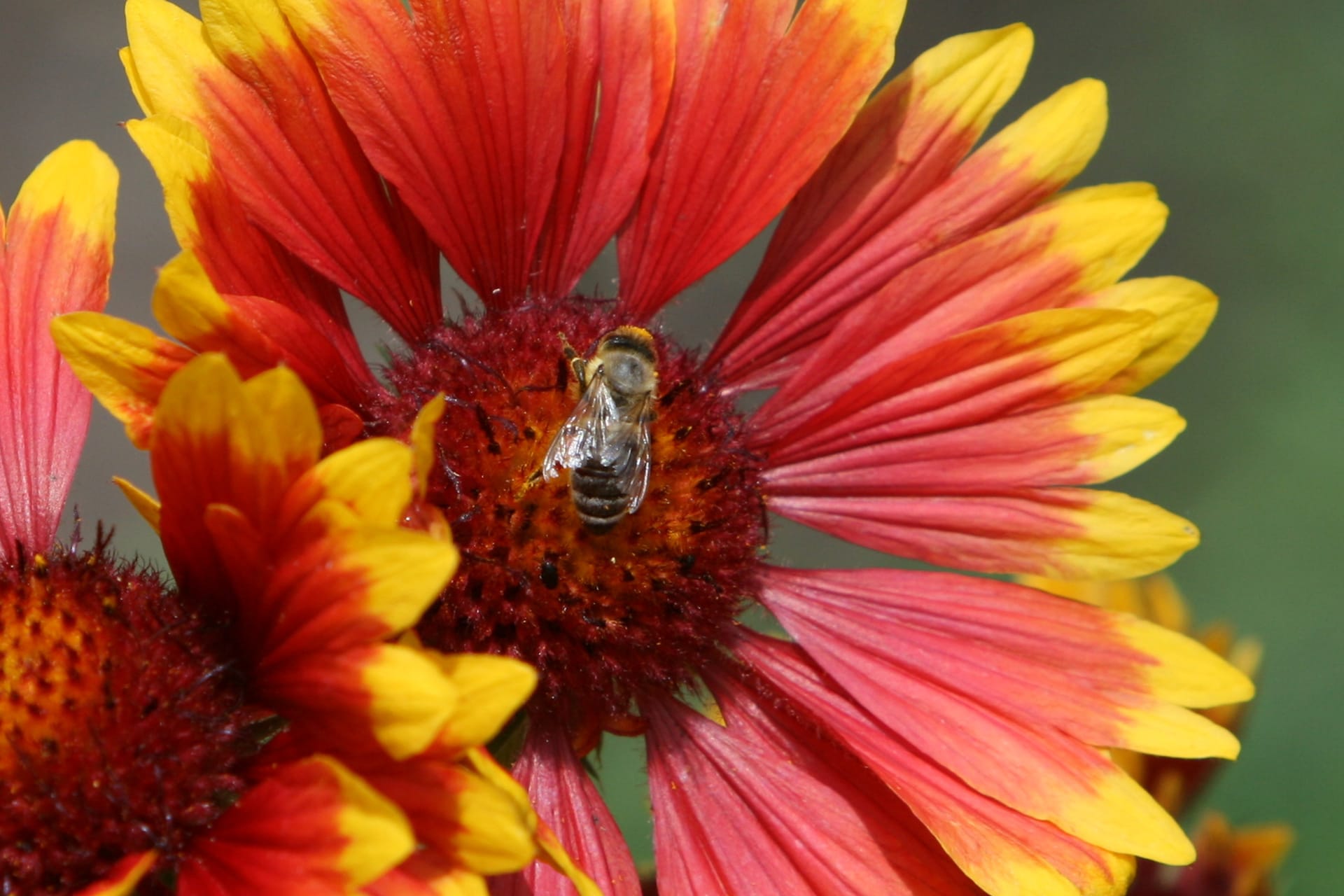 Wissenswertes rund um Bienen | Biene auf Blume rot gelb