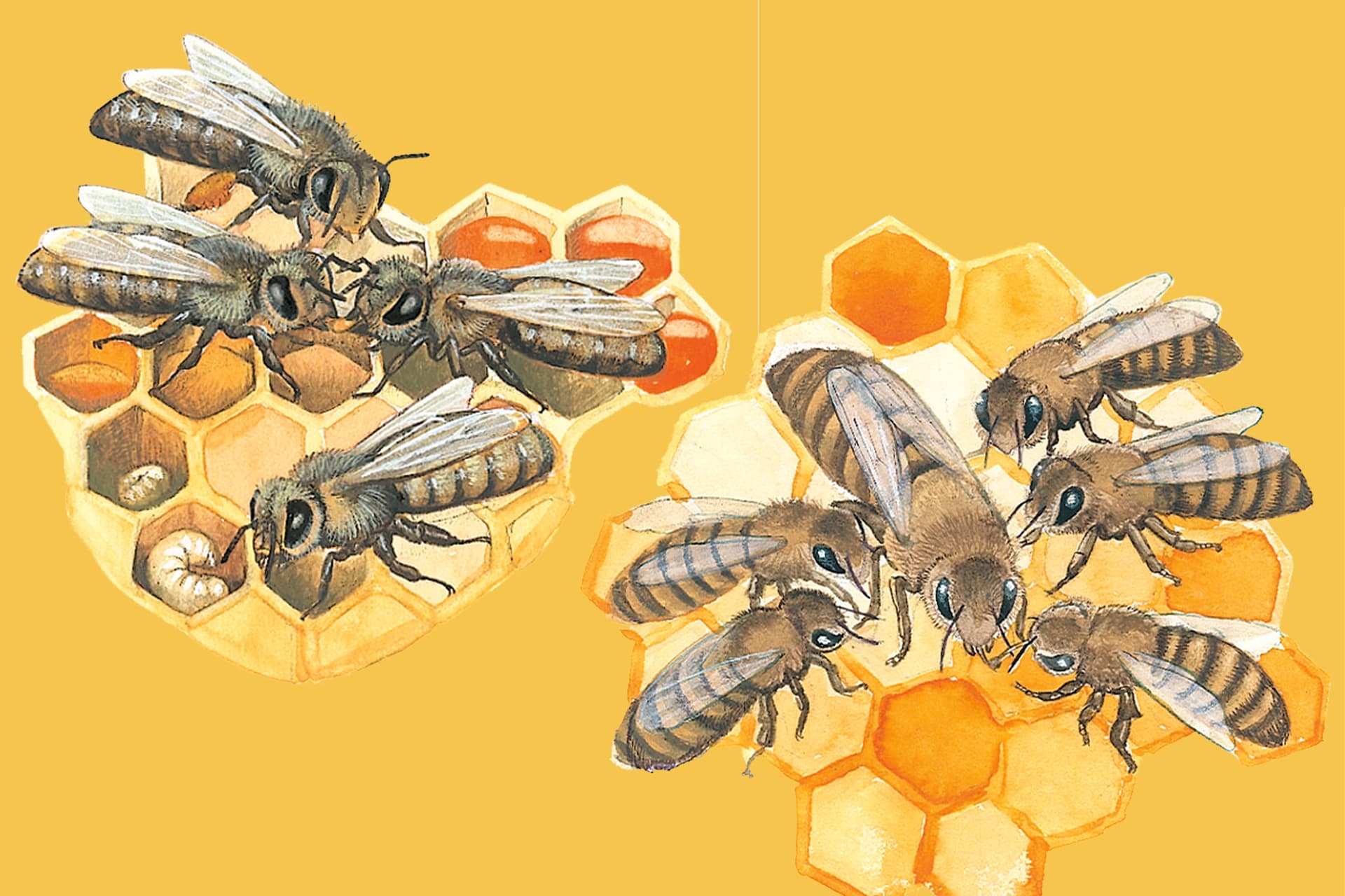 Wissenswertes rund um Bienen | Header Image 