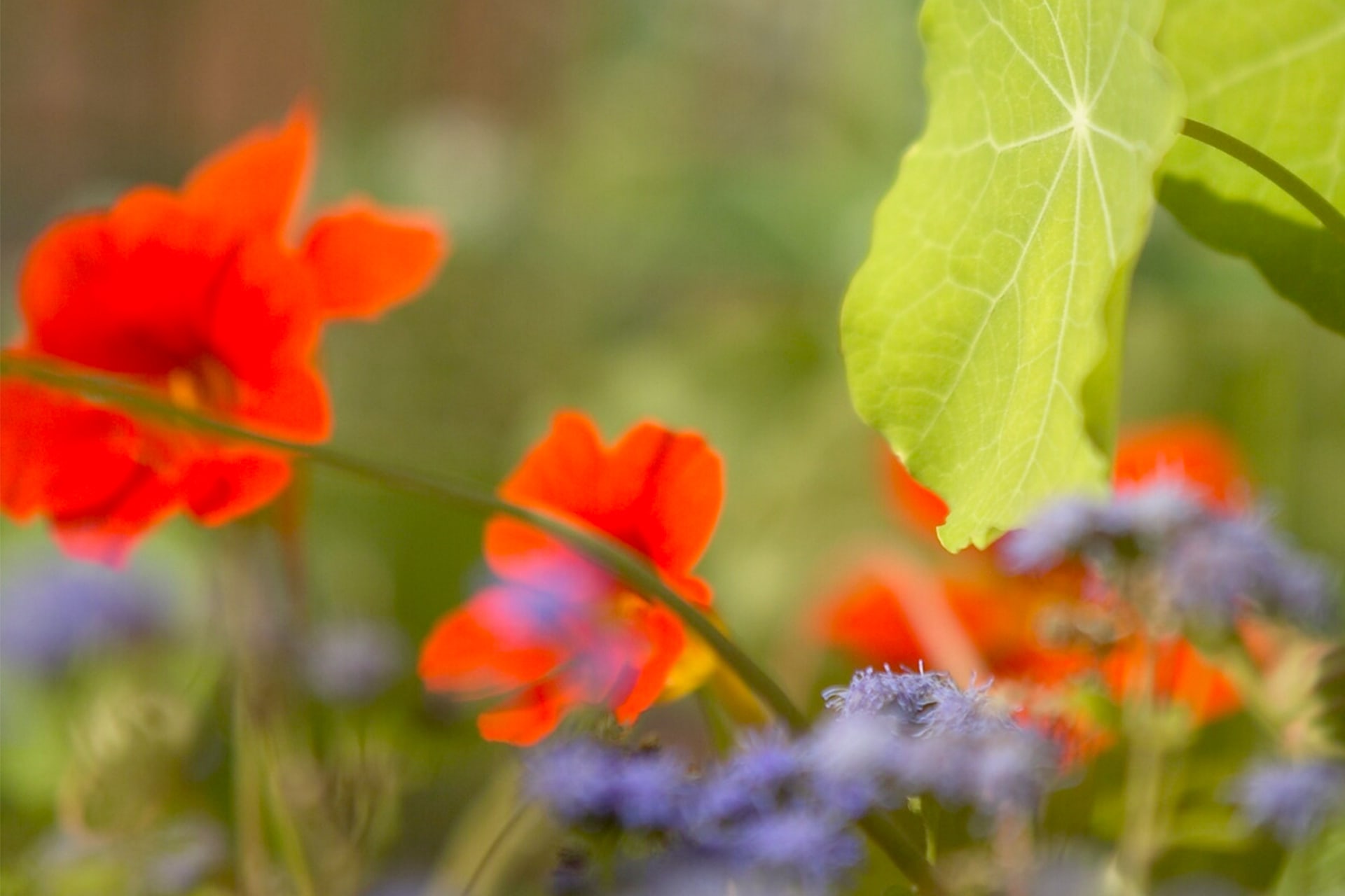 Wissenswertes rund um Bienen | Mohnblume 