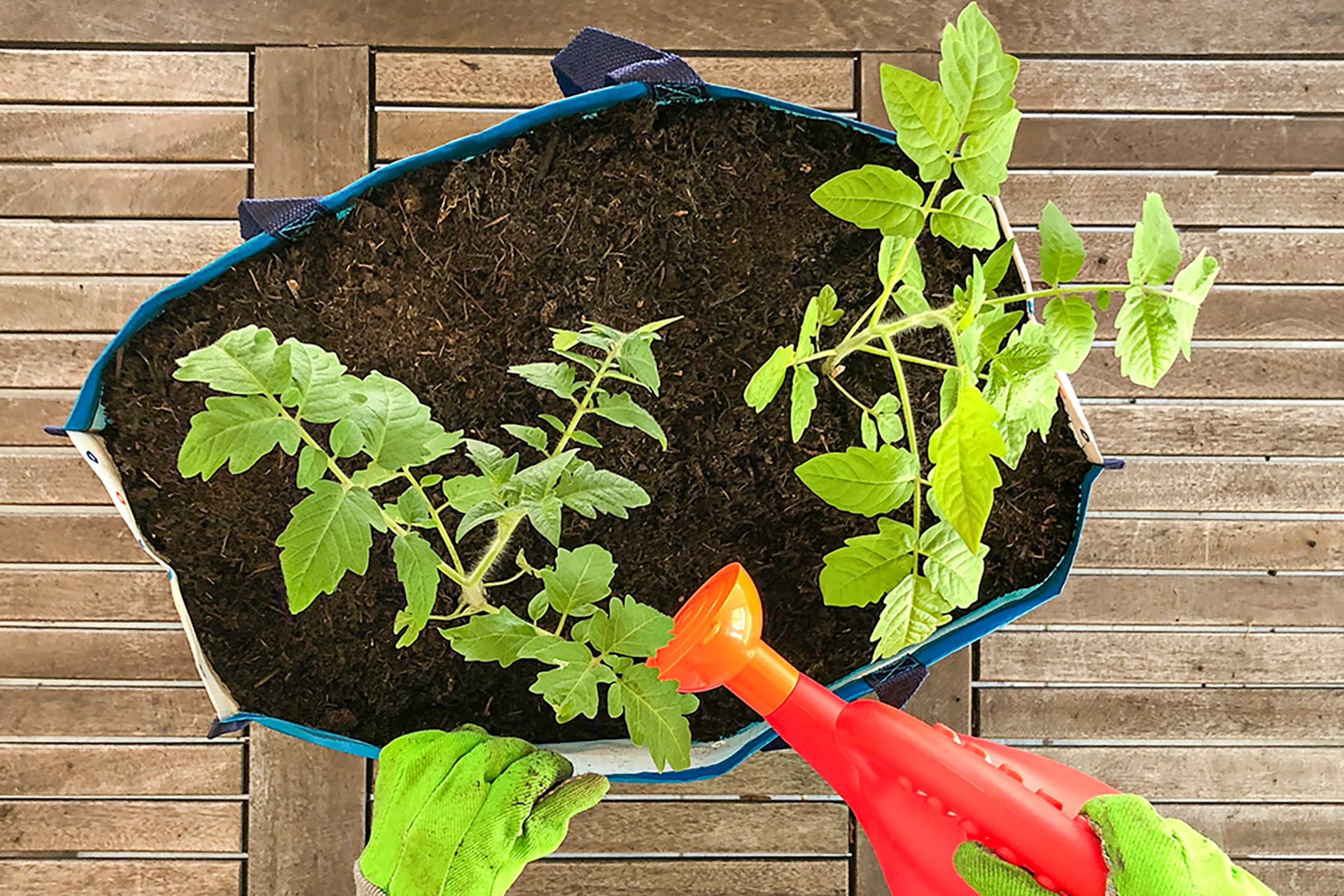 Gärtnern mit Kindern | selbstgepflanzte Tomatenpflanzen