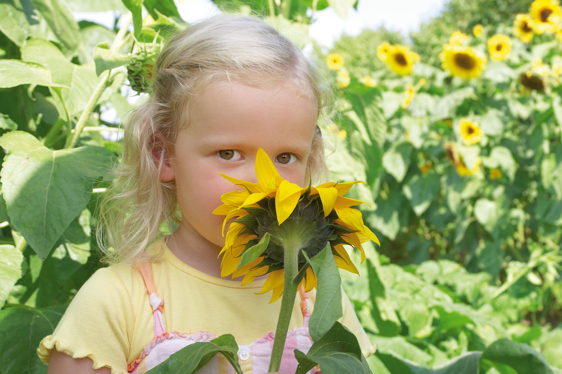Fröbel - Natur entdecken | Mädchen mit blonden Haaren riecht an einer Sonnenblume