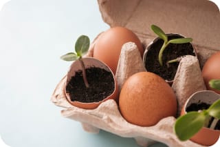 Osterdeko basteln mit Kindern | Frische Sprossen, Setzlinge in Eierschalen