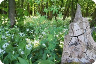 Natur erleben | Image