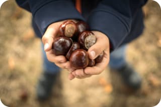 Kastanien basteln | Kind hält Kastanien in den Händen