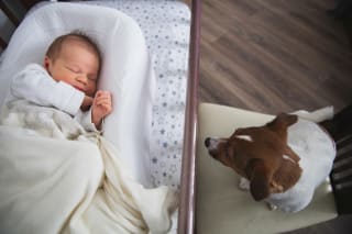 Hund und Baby | Hund bewacht Baby im Bett