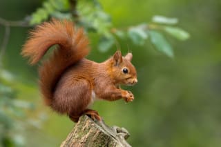 Steckbrief Wildtiere für Kinder | Bild | Eichhörnchen