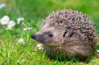 Steckbrief Wildtiere für Kinder | Bild | Igel 
