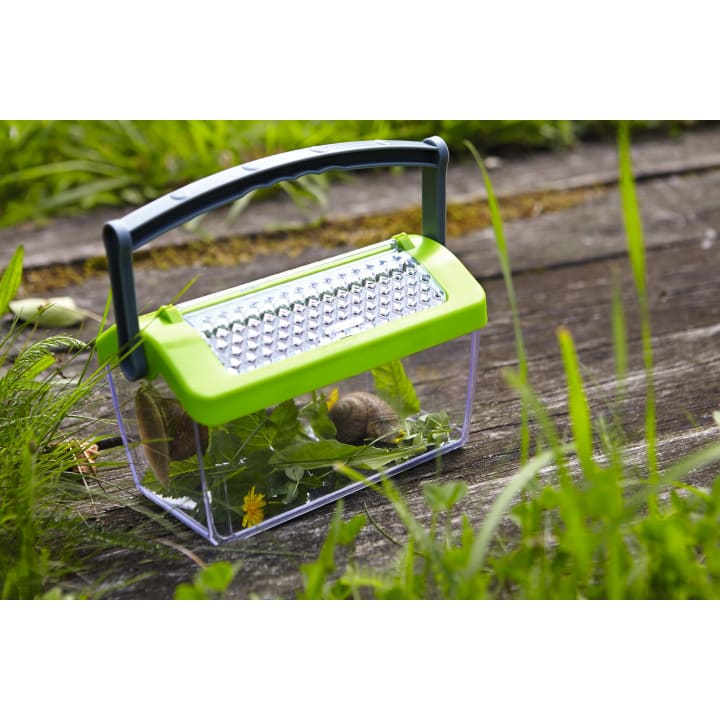 Ein kleiner Plastikbehälter mit grünem Deckel und Henkel steht auf Gras und Holz und enthält Schnecken, Blätter und eine gelbe Blume, die zur Beobachtung von Kleintieren im Freien verwendet werden.