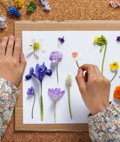 Bastelideen für den Sommer: Blumen und Pflanzen pressen Bastelideen für den Sommer: Kind legt Blüten zum Pressen bereit