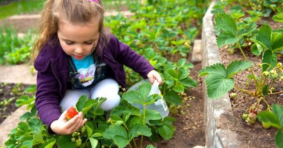 Gärtnern mit Kindern: Erdbeeren anpflanzen