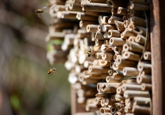 Insektenhotel bauen: Bienen besuchen selbst gebautes Insektenhotel