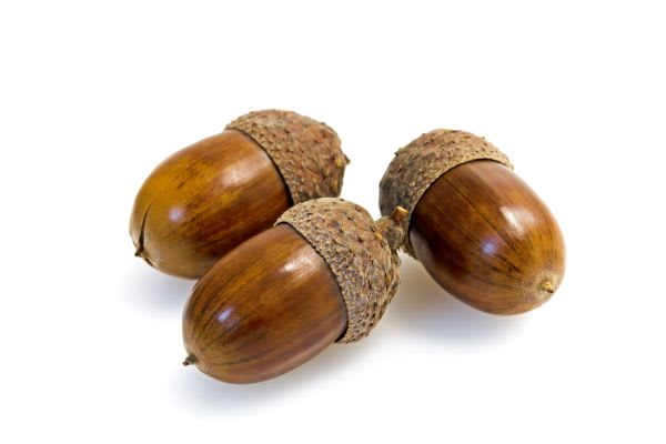 Basteln mit Eicheln: Drei Eicheln