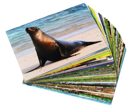 Bildkarten Tiere, 60 Karten + CD