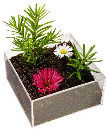 Ein durchsichtiges, rechteckiges Gefäß, das mit Erde gefüllt ist, enthält zwei kleine grüne Pflanzen und zwei Blumen, eine weiße und eine rosa.
