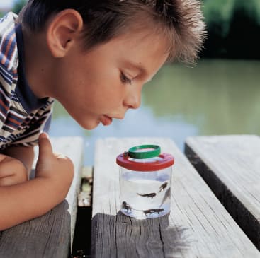 Ein kleiner Junge lehnt sich über einen hölzernen Steg und betrachtet ein kleines durchsichtiges Gefäß, das mit Wasser und mehreren Kaulquappen gefüllt ist. Im Hintergrund sind ein See und Bäume zu sehen.