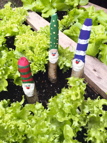 Drei hölzerne Gartendekorationen in Form von Zwergen mit bemalten Hüten und weißen Bärten stehen zwischen grünen Salatpflanzen in einem Gartenbeet mit hölzernen Trennwänden.