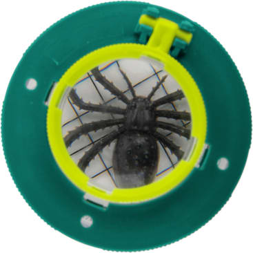 Nahaufnahme einer schwarzen Spinne unter einem grün-gelben Vergrößerungsglas, wobei unter der Spinne ein Gitterpapierhintergrund sichtbar ist.
