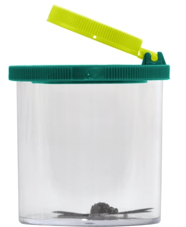 Ein durchsichtiger Plastikbehälter mit einem grün-gelben Deckel wird geöffnet gezeigt. Im Inneren, am Boden des Behälters, befindet sich eine kleine dunkle Spinne. Der Hintergrund ist einfarbig weiß.