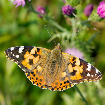 Ein gemalter Marienkäfer mit orange, schwarz und weiß gemusterten Flügeln ruht auf einer Pflanze mit lila Blüten und grünem Laub im Hintergrund.